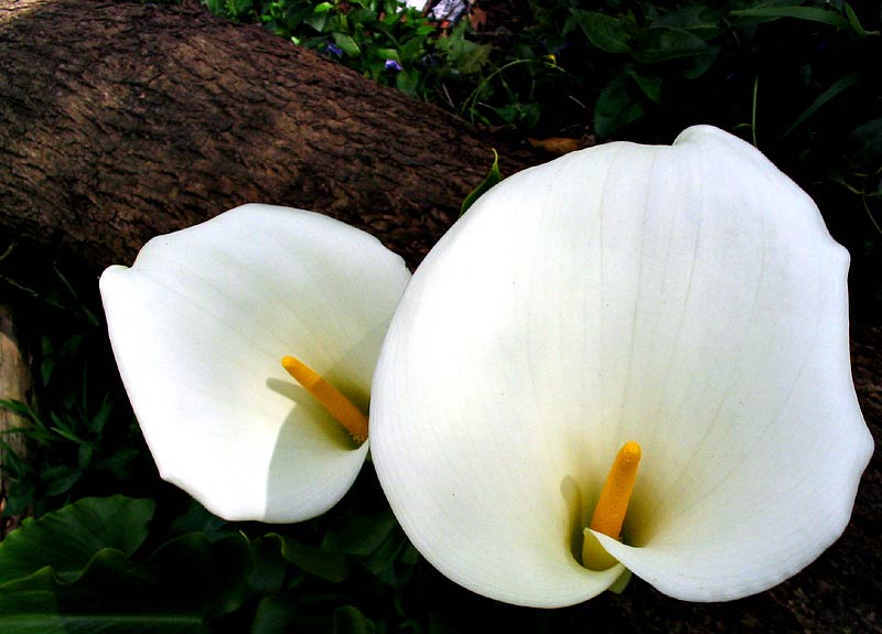 Lilies