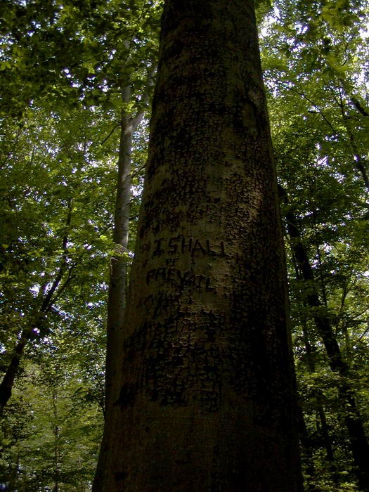 Natures Message (*)