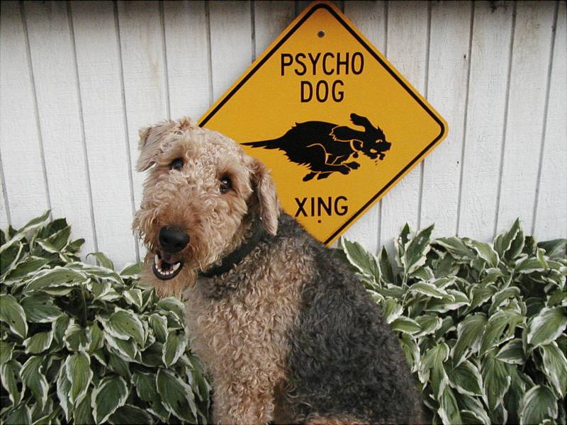 Psycho Dog