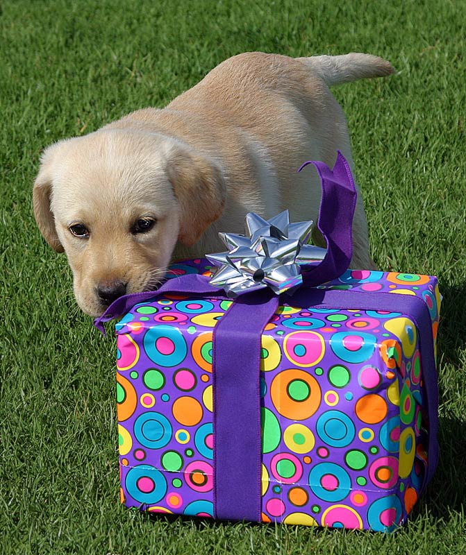 Diggers thinking  -   Whats inside this box ?     *