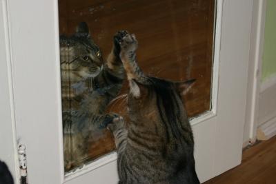 Meowzercise!