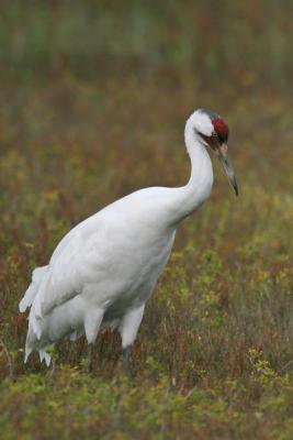 IMG_4106-web.jpg Whooping crane