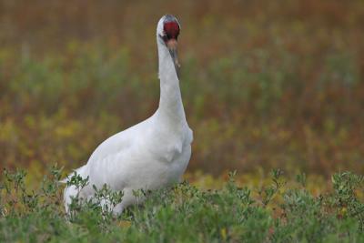 IMG_4271-web.jpg Whooping crane