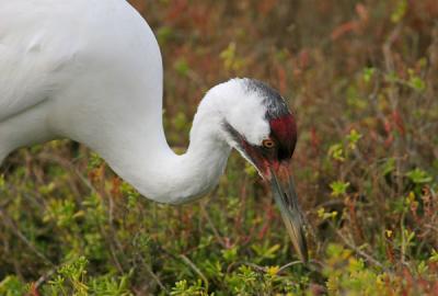 IMG_4594-web.jpg Whooping crane