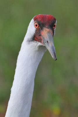 IMG_4610-web.jpg Whooping crane