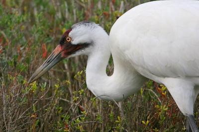 IMG_4659-web.jpg Whooping crane