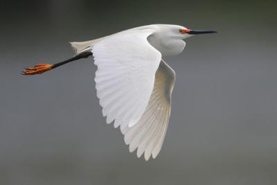 Snowy Egret