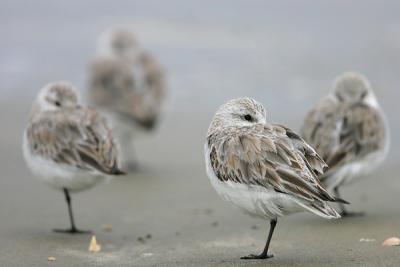 Sanderling