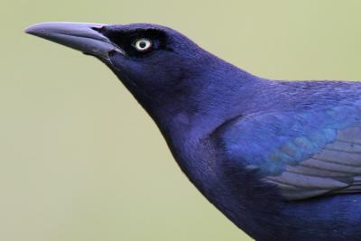 Great-tailed Grackle