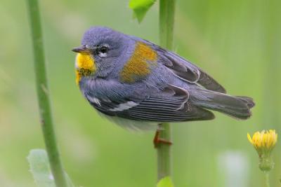 Northern Parula