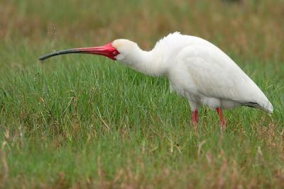 White Ibis