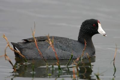 American Coot