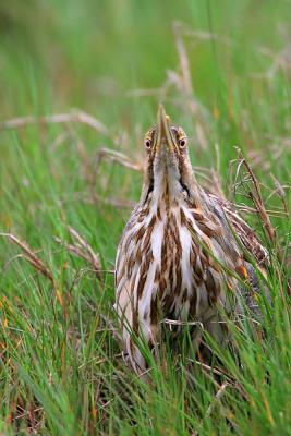 American Bittern