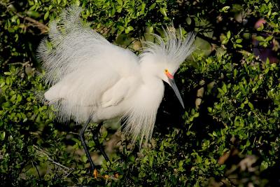 Snowy Egret