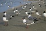 Laughing Gull