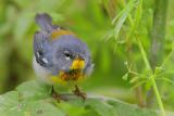 Northern Parula