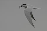 Forsters Tern