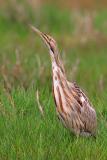 American Bittern