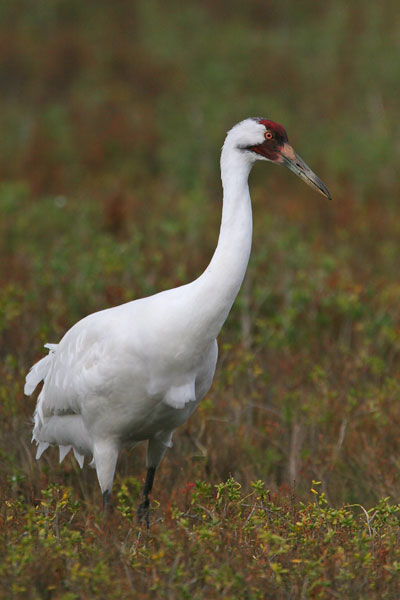 Whooping crane