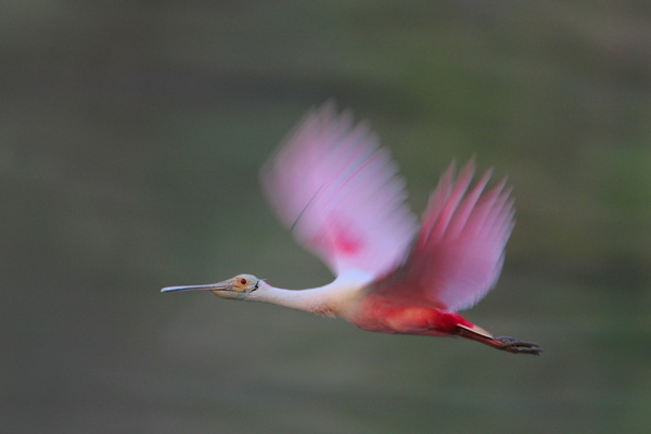 Roseate Spoonbill