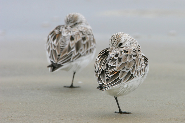 Sanderling