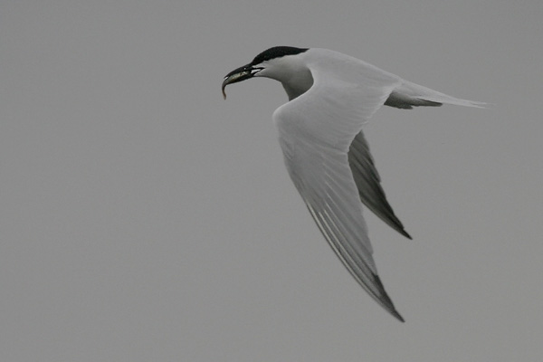 Forsters Tern