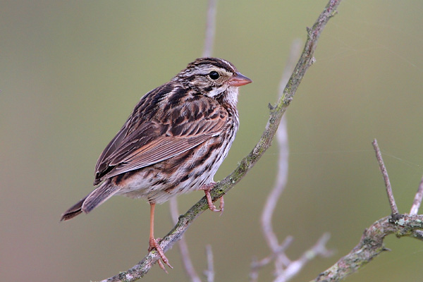 Savannah Sparrow