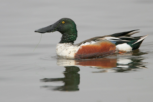 Northern Shoveler