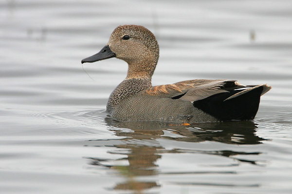 Gadwall