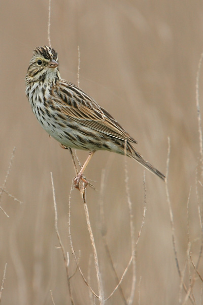 Savannah Sparrow
