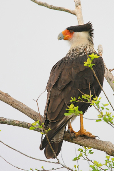 Crested Caracara