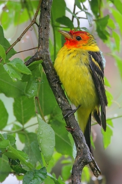 Western Tanager