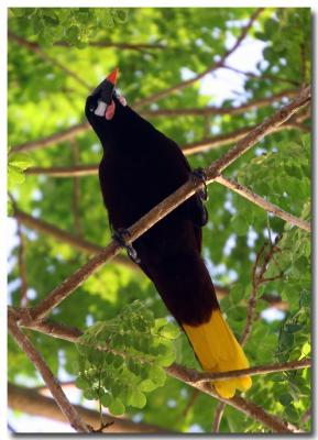 Pendulum Bird (Montezuma Oropendola)