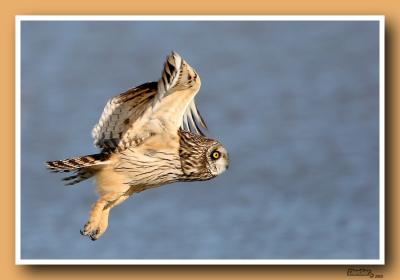 Hiboux des marais / Short-eared Owl