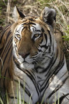 Tigress seen from elephant.jpg