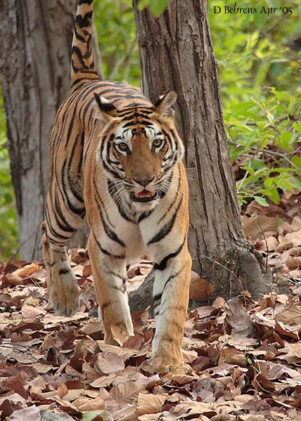Tiger cub 1.jpg