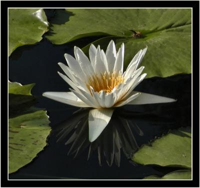 white lilly & small pads with border.jpg