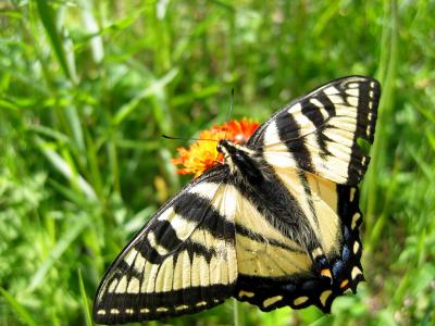 papillon  tigr