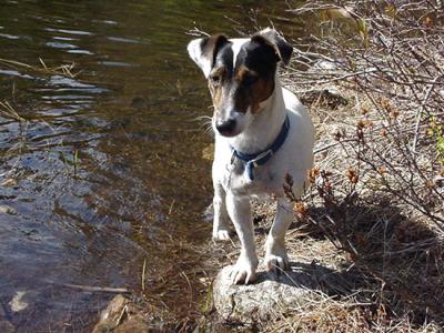 flip  jack russell