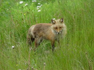 renard