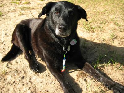 max 15 ans labrador