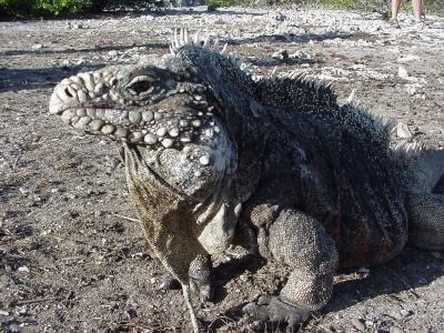 iguane