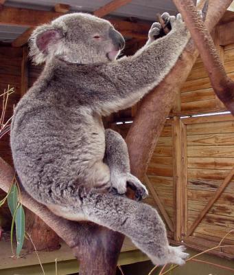 koala