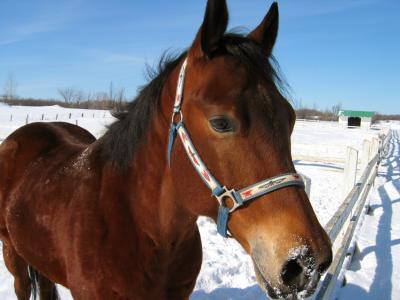 cheval