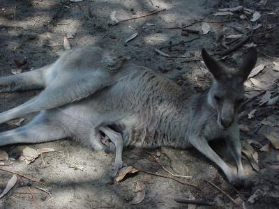 kangourou