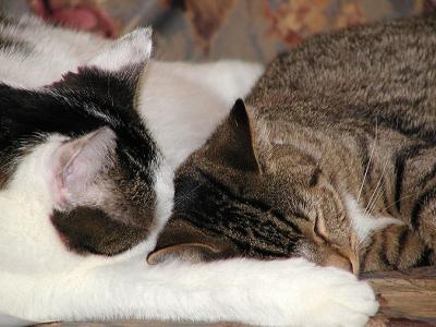 lancelot and dixie