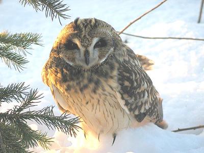 Hibou des marais (Longue-Rive, novembre 2003)