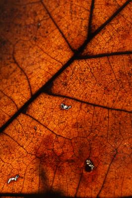 Leaf Macro 01.jpg