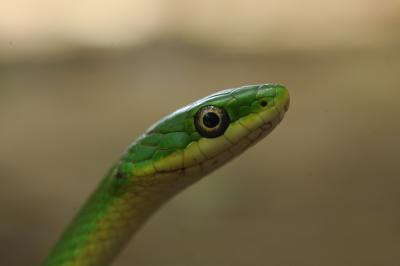 Rough Green Snake macro.jpg