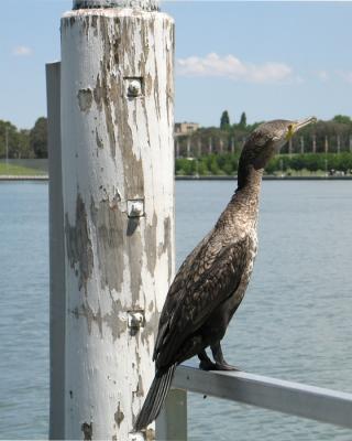 G6 Photo - Wild bird of Canberra Commonwealth lake